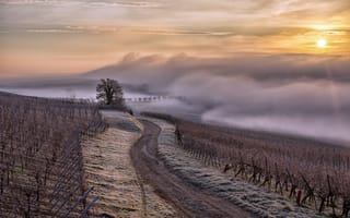 Картинка vignes, Alsace, Région Alsace, France, brouillard, brume