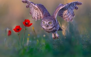 Картинка bird, flight, wings, owl