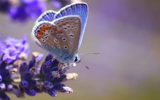 Обои цветок, голубая, бабочка, размытость, макро