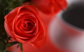 Картинка макро, лепестки, красная роза, цветок