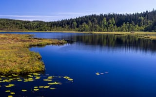 Картинка лес, речка, Швеция