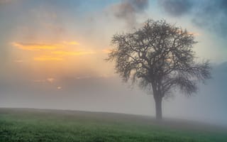 Картинка туман, дерево, утро