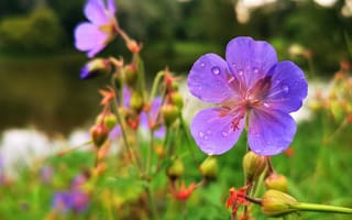 Картинка деревья, цветы, Артём, боке, природа, озеро
