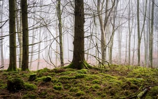 Картинка лес, деревья, мох, туман
