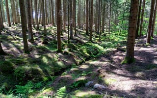 Картинка лес, деревья, тень, мох