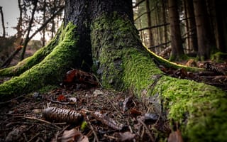 Картинка лес, дерево, мох, шишка