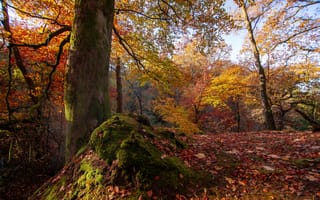 Картинка осень, лес, деревья