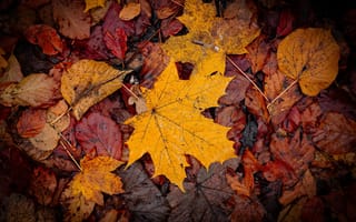 Картинка осень, листья, leaves, autumn