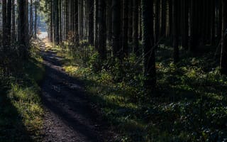 Картинка лес, деревья, тропинка, тени