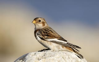 Картинка птица, пуночка, снежный подорожник