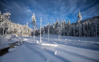 Картинка зима, лес, снег