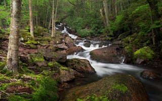 Картинка лес, камни, мох, речка