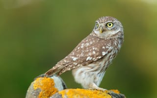 Картинка сова, птица, крупным планом, домовой сыч
