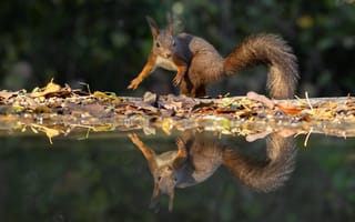 Картинка вода, отражение, белка, проказница