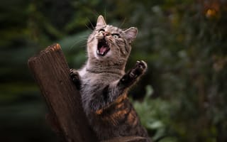 Картинка котёнок, солист, Юрий Коротун
