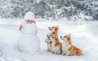 Картинка зима, снег, Вельш-корги, собакм, Татьяна Тихомирова, снеговик
