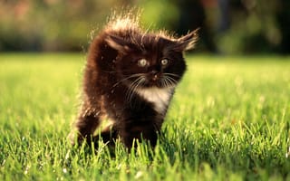 Картинка котенок, взгляд, удивление, глаза, лужайка, трава