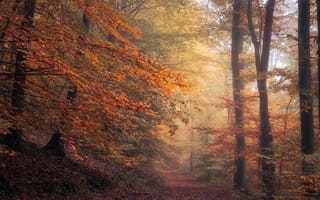 Картинка осень, лес, деревья