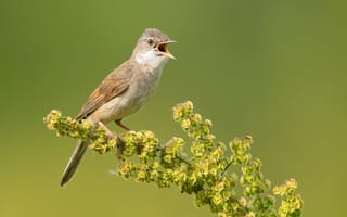 Картинка птица, ветка, серая славка