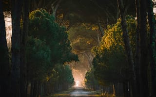 Картинка солнце, Tuscany, Italy, лес, аллея, деревья, дорога