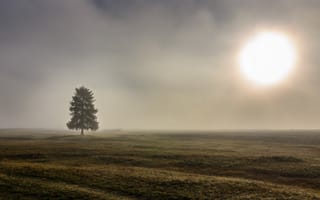Обои дерево, туман, поле, утро