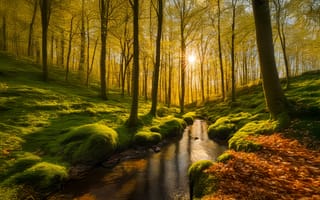 Картинка лес, ручей, мох, камни