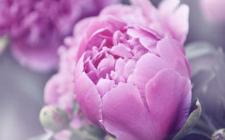 Картинка лето, пионы, цветы, розовый