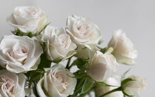 Картинка rose, white, view, flowers, delicate