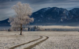 Обои дерево, горы, Бавария, Bavaria, зима, Германия, Germany