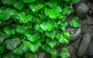 Картинка листья, макро, растение, плющ