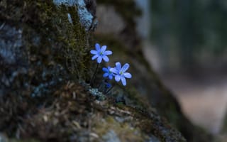 Картинка цветы, весна, боке