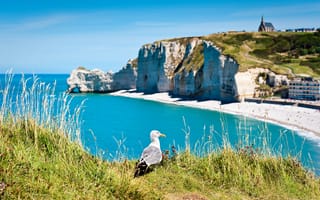Картинка море, пейзаж, побережье, птица, скалы