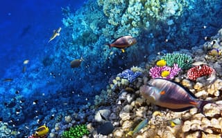 Картинка море, рыбы, риф, океан