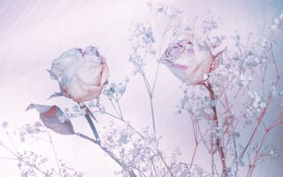 Картинка оттенки голубого, розы