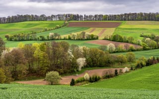 Картинка деревья, поля, весна
