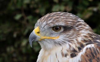 Картинка взгляд, задумчивость, Германия, Falkenhof Feldberg, Королевский канюк (Buteo regalis), спокойствие