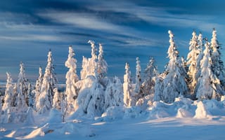 Картинка ели, снег, зима, Norway, Норвегия