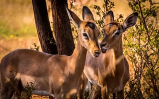 Картинка Animal, wildlife, South Africa, Impala