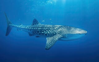 Картинка shark, atlantic, whale