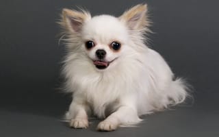 Картинка dog, animal, domestic, chihuahua, cute, doggy, adorable, breed
