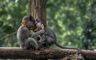 Картинка forest, two, monkeys, embracing, baby