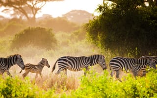 Картинка green, light, safari, zebra, travel, wildlife, africa, animals
