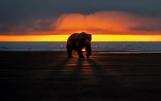 Картинка bear, animals, shore, sunset