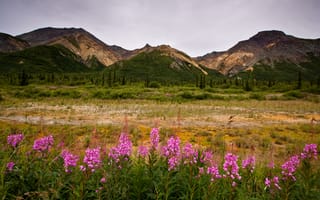 Картинка summer, grass, mountains, wildflowers