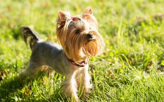 Картинка summer, york, yorkie, terrier, yorkshire