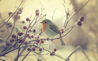 Картинка nature, bird, branch