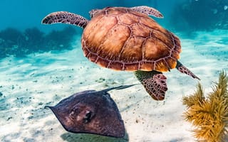 Картинка underwater, animals, reptiles, nature, marine reptiles, turtle, fish, Stingray