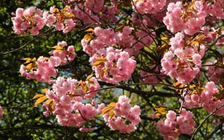 Картинка pink, spring, blooming, twig