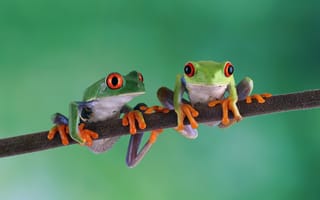 Картинка frog, tree, agalychnis, callidryas, redeyed
