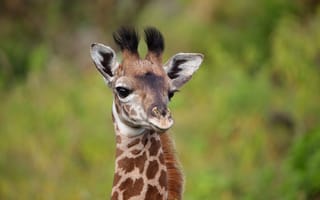 Картинка giraffe, african, animal skin, animal print, cute animal, adorable animal